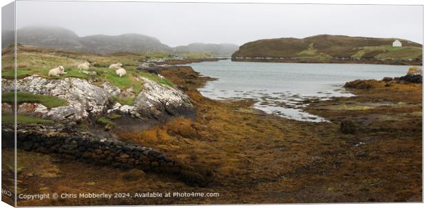 Outer Hebrides Landscape Sheep Grazing Canvas Print by Chris Mobberley