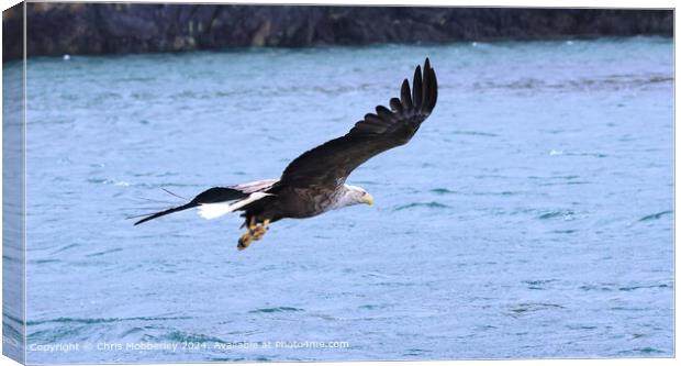 Sea Eagle Flight Catch Canvas Print by Chris Mobberley