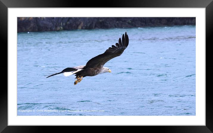 Sea Eagle Flight Catch Framed Mounted Print by Chris Mobberley