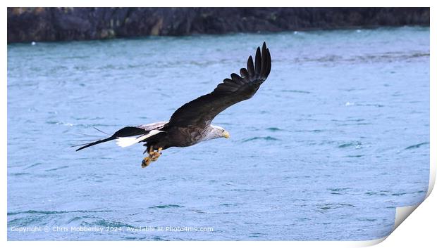 Sea Eagle Flight Catch Print by Chris Mobberley
