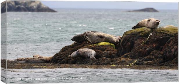 Seals sleeping Scotland  Canvas Print by Chris Mobberley
