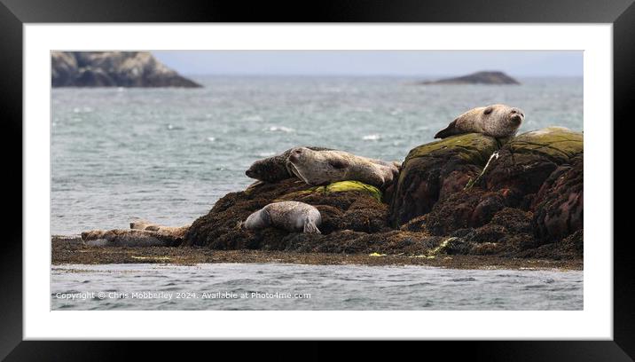 Seals sleeping Scotland  Framed Mounted Print by Chris Mobberley