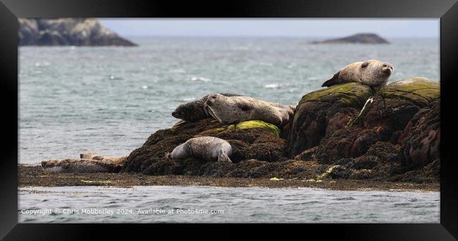Seals sleeping Scotland  Framed Print by Chris Mobberley