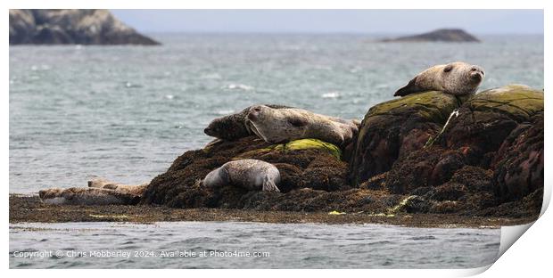 Seals sleeping Scotland  Print by Chris Mobberley