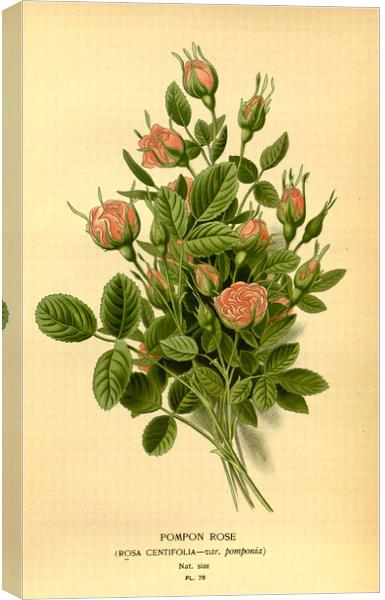 Vintage Botanical Floral Illustration Pompon Rose Canvas Print by Fine Art Works