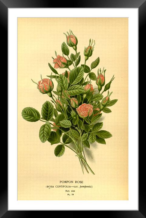 Vintage Botanical Floral Illustration Pompon Rose Framed Mounted Print by Fine Art Works