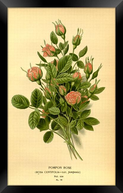 Vintage Botanical Floral Illustration Pompon Rose Framed Print by Fine Art Works