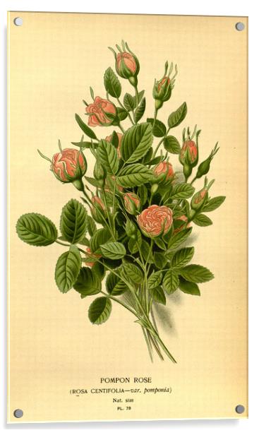 Vintage Botanical Floral Illustration Pompon Rose Acrylic by Fine Art Works