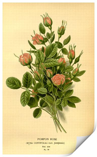 Vintage Botanical Floral Illustration Pompon Rose Print by Fine Art Works