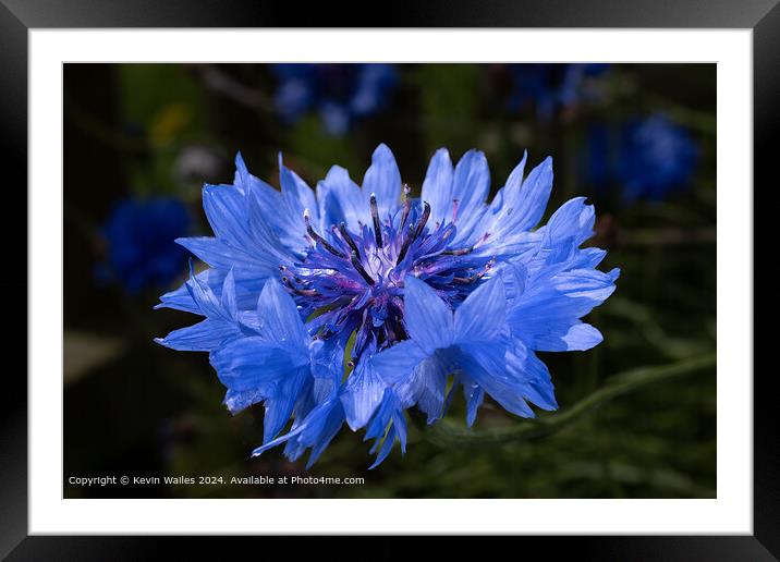 Cornflower  Framed Mounted Print by Kevin Wailes
