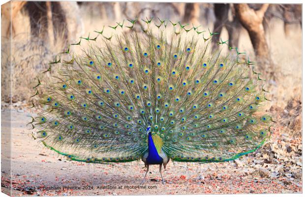 Colourful Indian Peacock Courtship Display Canvas Print by Graham Prentice