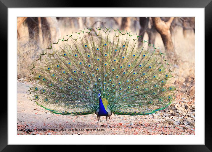 Colourful Indian Peacock Courtship Display Framed Mounted Print by Graham Prentice