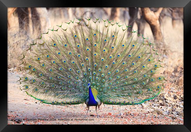 Colourful Indian Peacock Courtship Display Framed Print by Graham Prentice