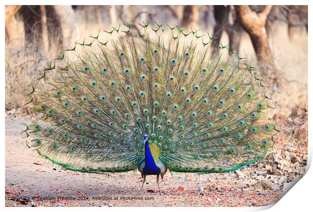 Colourful Indian Peacock Courtship Display Print by Graham Prentice