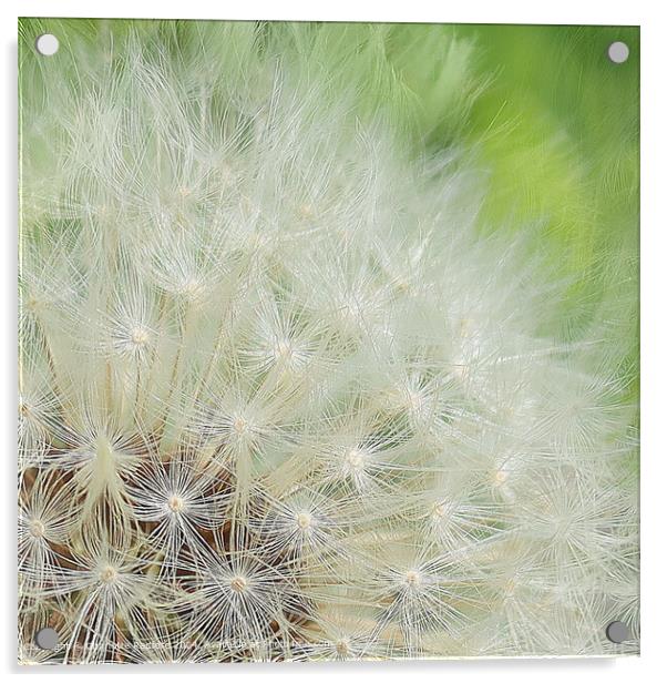 Dandelion Seed Head Closeup Acrylic by Charlotte Radford