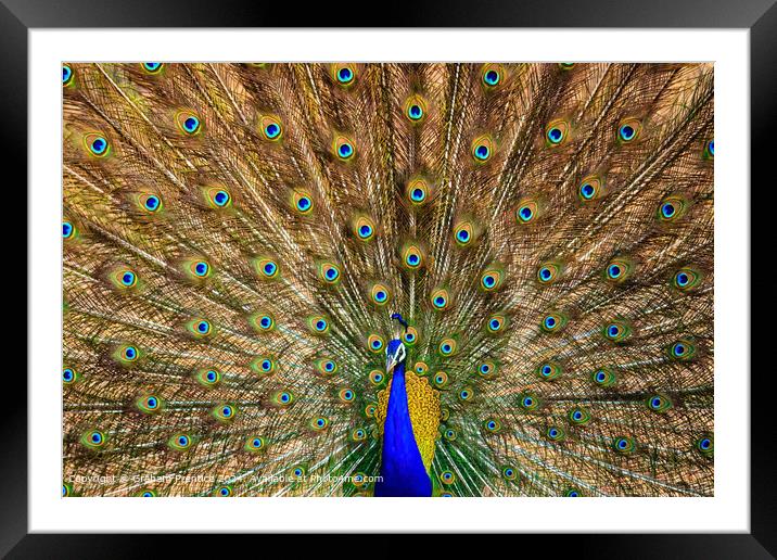 Colourful Peacock Tail Display Framed Mounted Print by Graham Prentice