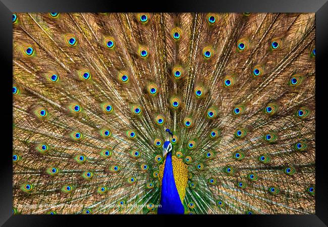 Colourful Peacock Tail Display Framed Print by Graham Prentice