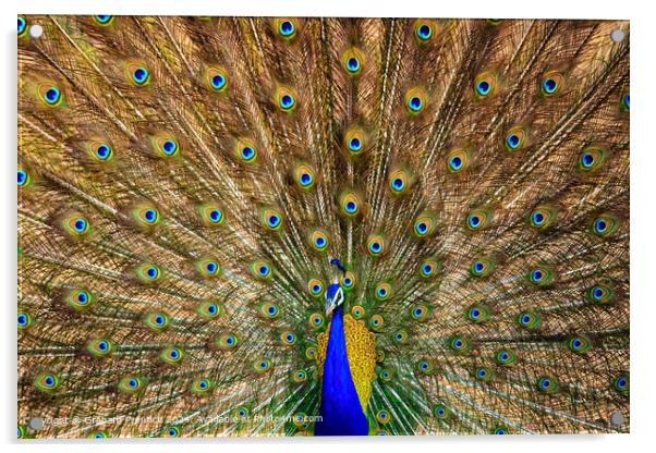 Colourful Peacock Tail Display Acrylic by Graham Prentice