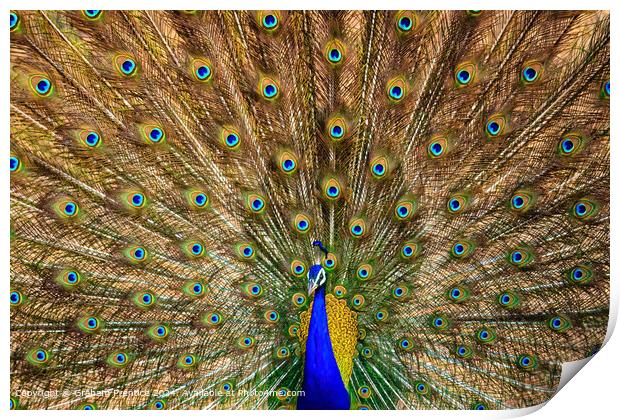 Colourful Peacock Tail Display Print by Graham Prentice