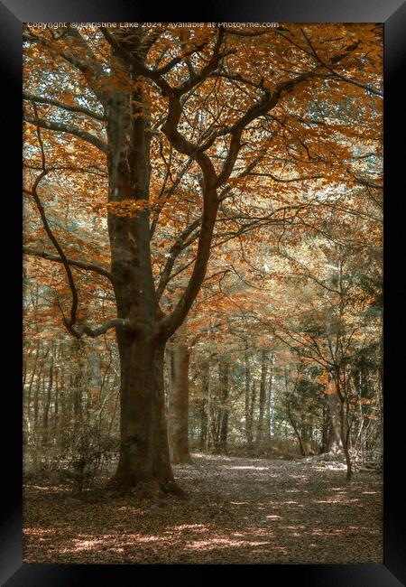 Autumn Shades Framed Print by Christine Lake