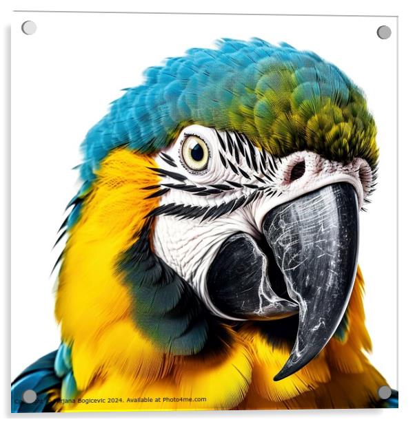 Blue and Yellow Macaw Portrait Acrylic by Mirjana Bogicevic