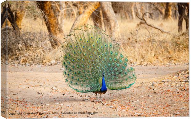 Colourful Peacock Courtship Display Canvas Print by Graham Prentice