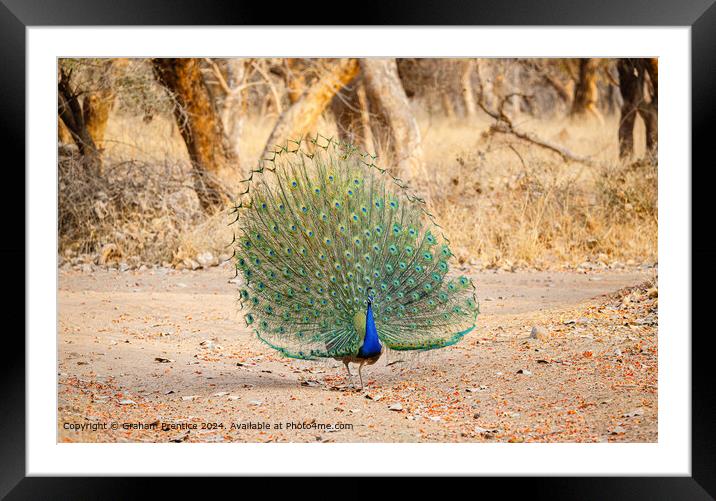 Colourful Peacock Courtship Display Framed Mounted Print by Graham Prentice