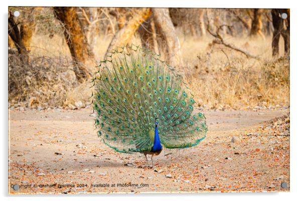 Colourful Peacock Courtship Display Acrylic by Graham Prentice