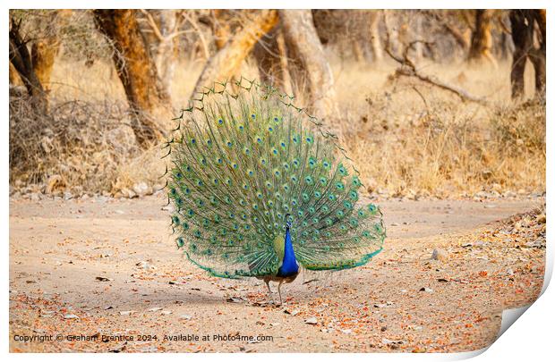 Colourful Peacock Courtship Display Print by Graham Prentice