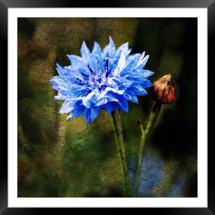 Cornflower Blues Framed Mounted Print by James Rowland