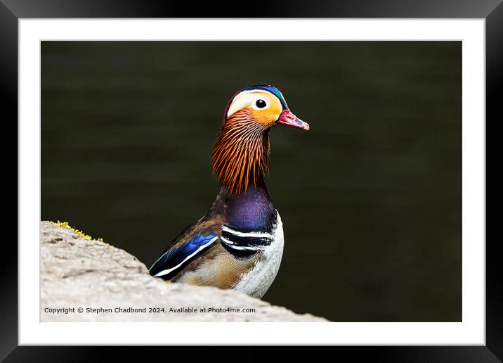 Mandarin duck posing Framed Mounted Print by Stephen Chadbond