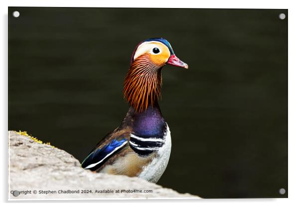 Mandarin duck posing Acrylic by Stephen Chadbond