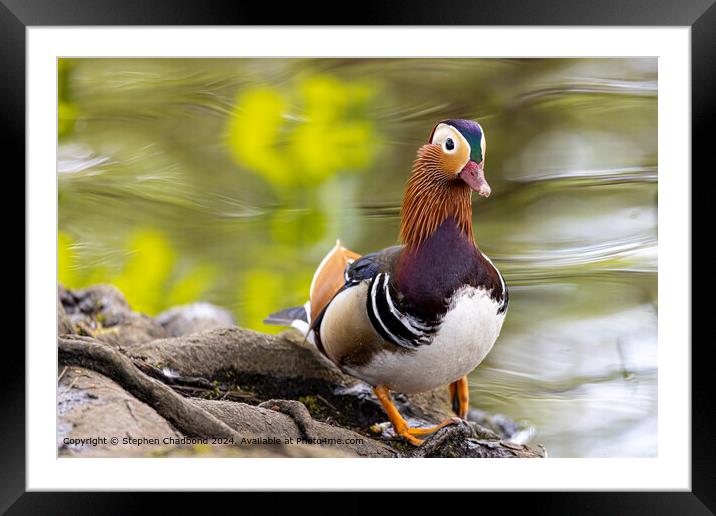 Mandarin Duck Close-Up: Exotic, Vivid, Waterfowl Framed Mounted Print by Stephen Chadbond