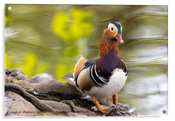 Mandarin Duck Close-Up: Exotic, Vivid, Waterfowl Acrylic by Stephen Chadbond