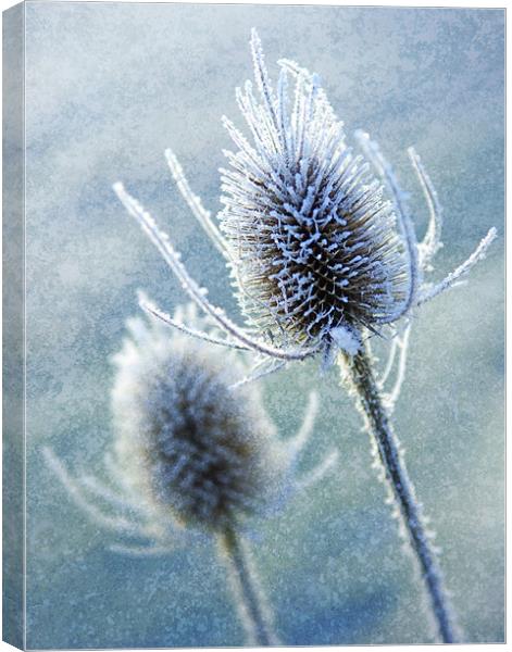 Wintery Teasles Canvas Print by James Rowland
