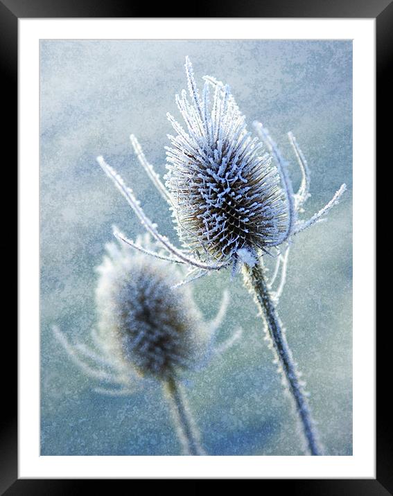 Wintery Teasles Framed Mounted Print by James Rowland