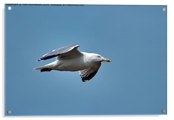 Herring Gull Flight  Acrylic by Tom McPherson