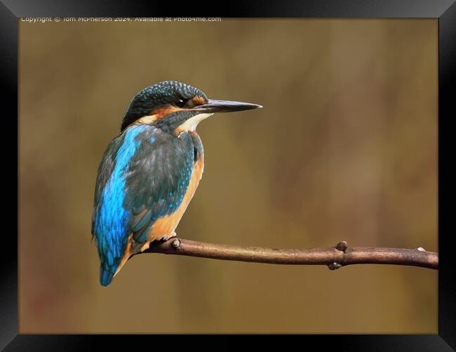 Colourful Kingfisher Birds Framed Print by Tom McPherson