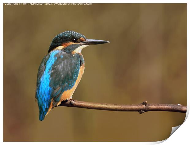 Colourful Kingfisher Birds Print by Tom McPherson