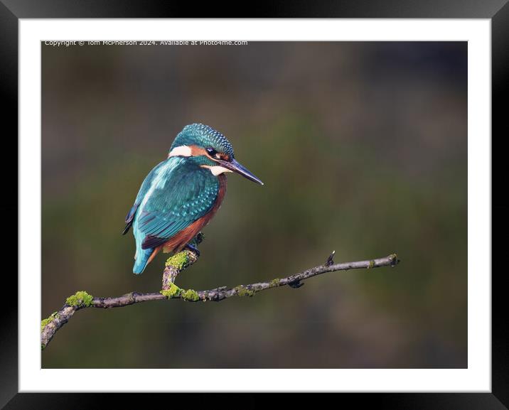 Colourful Kingfisher Bird Framed Mounted Print by Tom McPherson