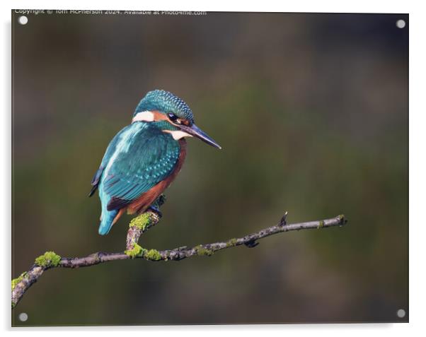 Colourful Kingfisher Bird Acrylic by Tom McPherson