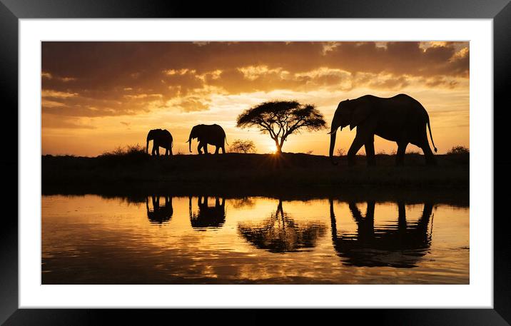 family of elephants at sunset Framed Mounted Print by Guido Parmiggiani