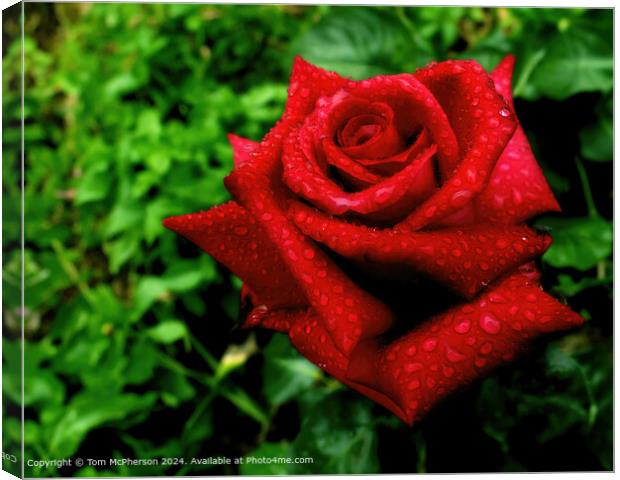 Red Rose Love Symbol Canvas Print by Tom McPherson