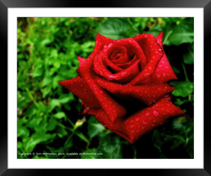 Red Rose Love Symbol Framed Mounted Print by Tom McPherson