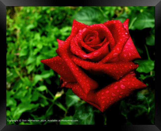 Red Rose Love Symbol Framed Print by Tom McPherson