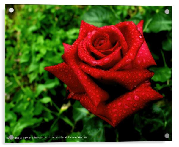 Red Rose Love Symbol Acrylic by Tom McPherson