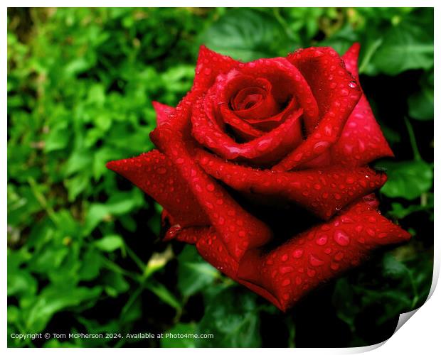 Red Rose Love Symbol Print by Tom McPherson