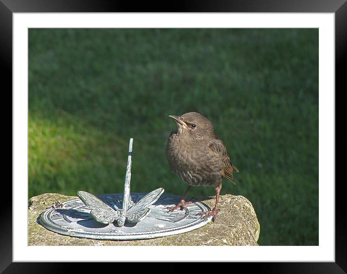 Baby Thrush Framed Mounted Print by Derek Vines