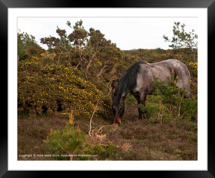 Forest Friend Framed Mounted Print by Mark Ward