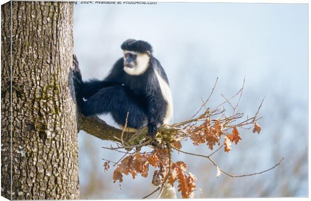 Colobus Monkey in the Canopy Canvas Print by rawshutterbug 